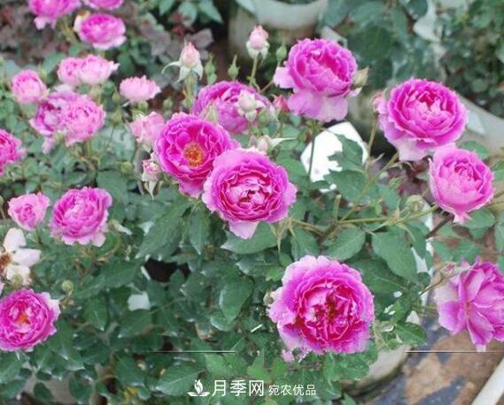 月季花什么品種好看？9大驚艷花友的月季品種(圖8)