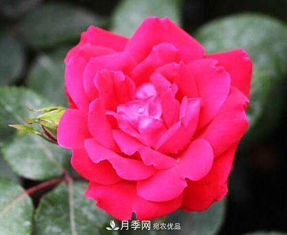 月季花什么品種好看？9大驚艷花友的月季品種(圖9)