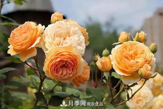 月季品種總結(jié)大全，詳細的月季品種選擇(圖3)