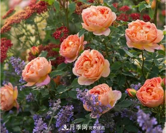 月季品種總結(jié)大全，詳細的月季品種選擇(圖1)