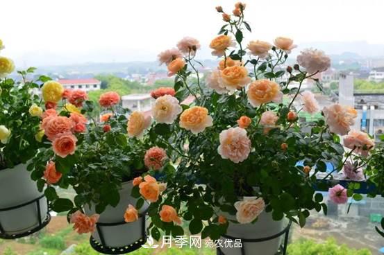 月季品種總結(jié)大全，詳細的月季品種選擇(圖2)