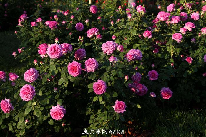 藤本月季多少錢一棵？南陽(yáng)藤本月季基地報(bào)價(jià)行情分析(圖1)