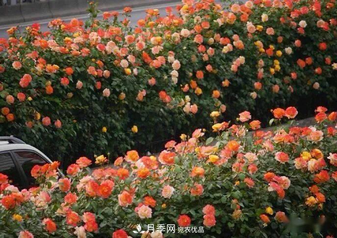 藤本月季多少錢一棵？南陽(yáng)藤本月季基地報(bào)價(jià)行情分析(圖4)