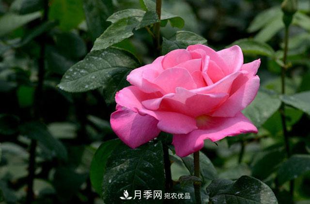 月季花的簡單養(yǎng)護技巧(圖1)