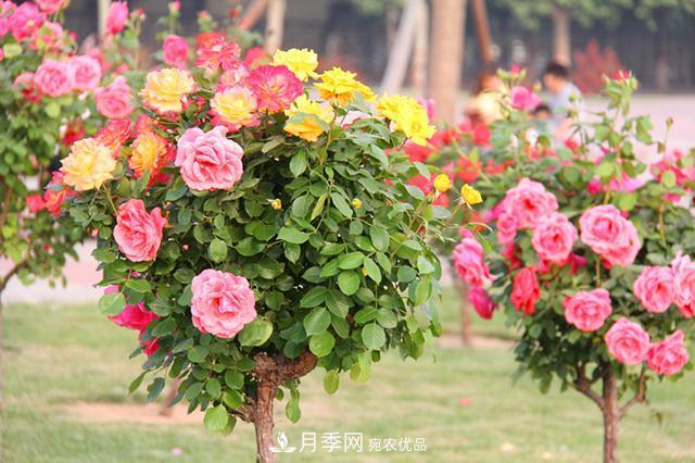 月季樹花期長(zhǎng)，花型好看，栽種簡(jiǎn)單，適合盆栽地栽(圖2)