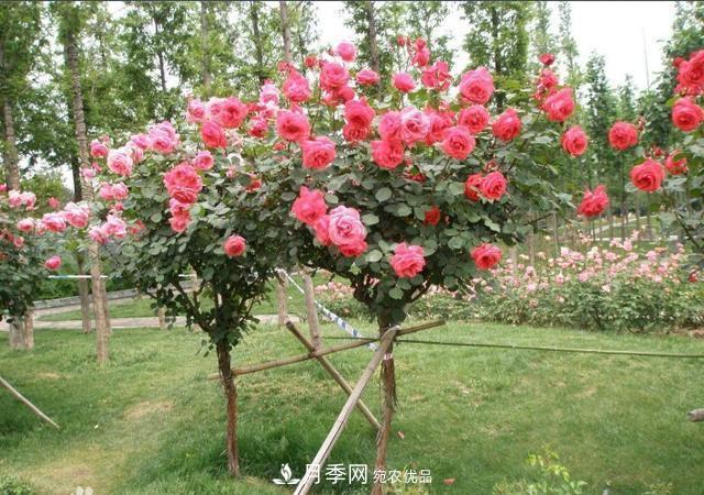 月季樹花期長(zhǎng)，花型好看，栽種簡(jiǎn)單，適合盆栽地栽(圖3)