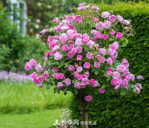 多種選擇，樹狀月季用什么樹做樹樁比較好？(圖4)