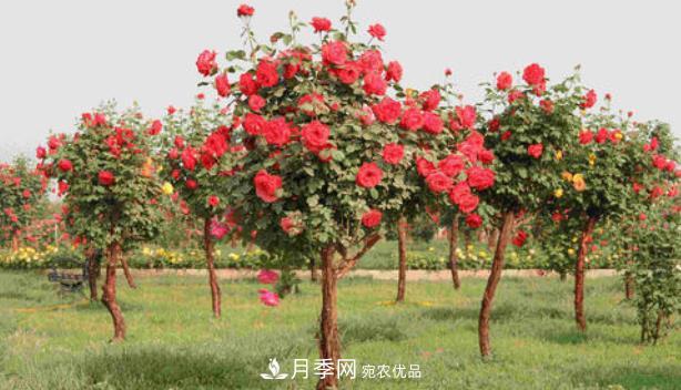 多種選擇，樹狀月季用什么樹做樹樁比較好？(圖2)