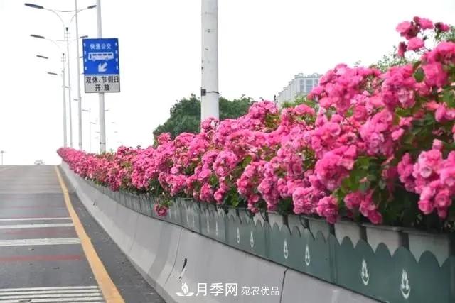 苗木工程人必看，六大品種類型月季在園林綠化中的運用！(圖3)