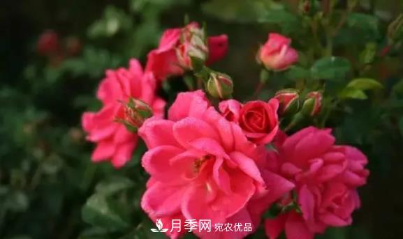 苗木工程人必看，六大品種類型月季在園林綠化中的運用！(圖6)