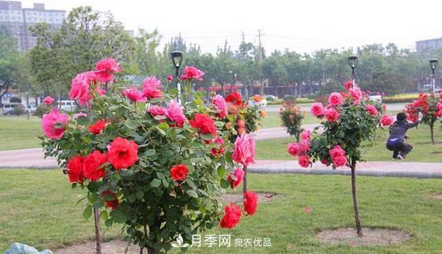 樹狀月季耐寒易栽種，樹狀月季該如何養(yǎng)護？(圖1)