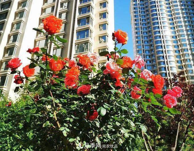 房地產(chǎn)小區(qū)綠化用上網(wǎng)紅月季花，怎么樣？業(yè)主贊不絕口(圖1)