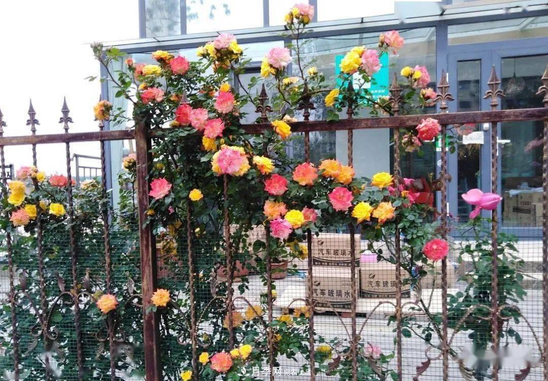 房地產(chǎn)小區(qū)綠化用上網(wǎng)紅月季花，怎么樣？業(yè)主贊不絕口(圖2)