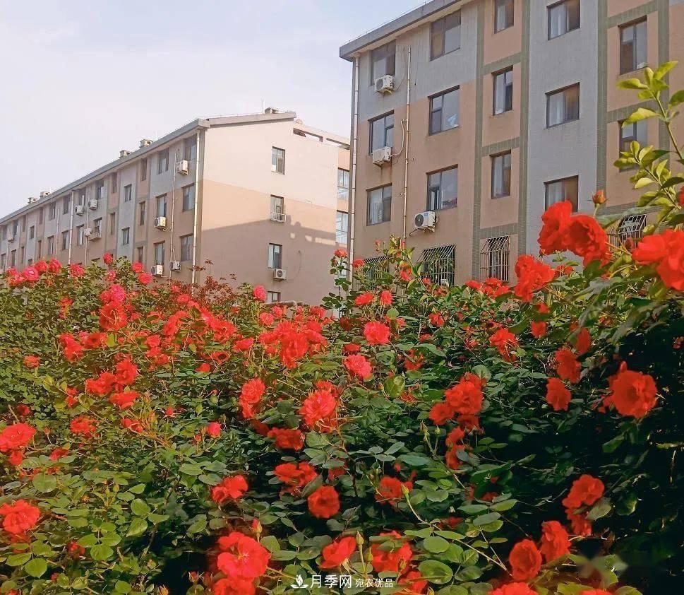 房地產(chǎn)小區(qū)綠化用上網(wǎng)紅月季花，怎么樣？業(yè)主贊不絕口(圖4)