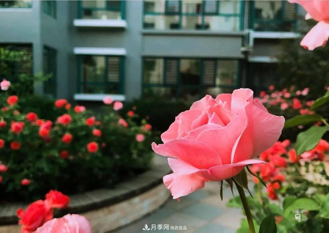 房地產(chǎn)小區(qū)綠化用上網(wǎng)紅月季花，怎么樣？業(yè)主贊不絕口(圖6)
