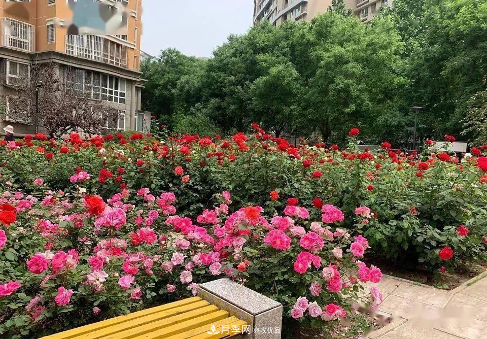 房地產(chǎn)小區(qū)綠化用上網(wǎng)紅月季花，怎么樣？業(yè)主贊不絕口(圖5)