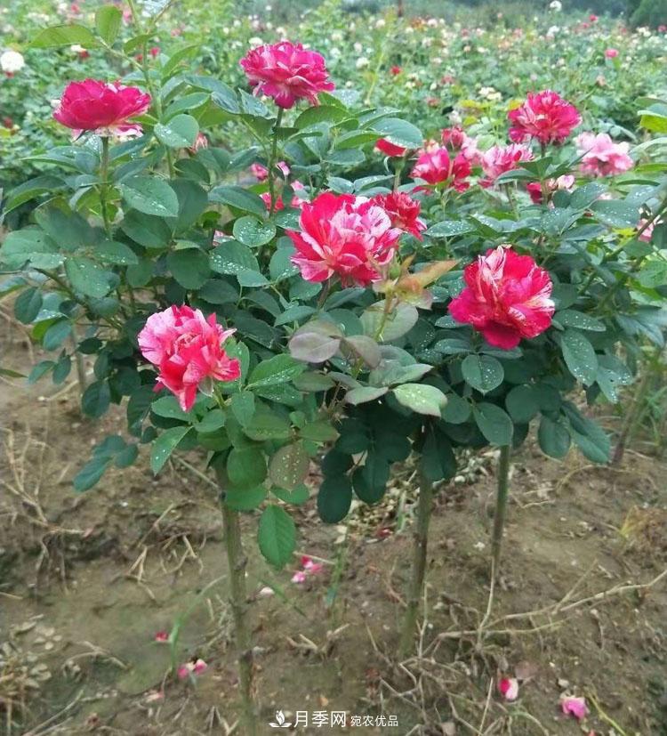 南陽小高桿月季樹花開驚艷，批發(fā)價格低到多少錢呢！(圖2)