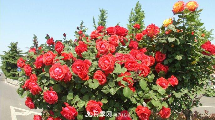 山東濟(jì)寧街頭月季花開正艷 芳香怡人(圖2)
