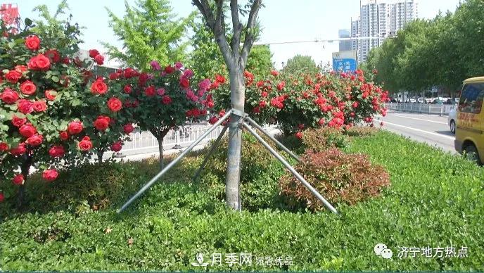 山東濟(jì)寧街頭月季花開正艷 芳香怡人(圖3)