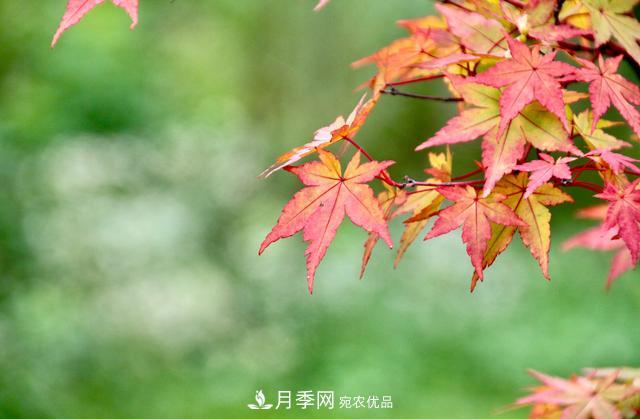 區(qū)別紅楓和雞爪槭，帶你認識彩葉苗木雞爪槭(qì)(圖4)