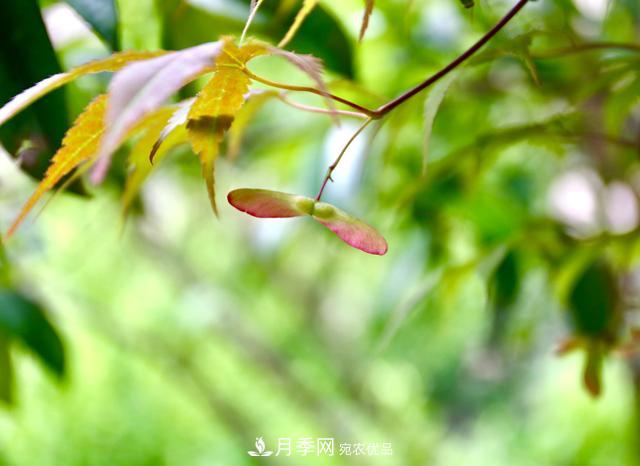 區(qū)別紅楓和雞爪槭，帶你認識彩葉苗木雞爪槭(qì)(圖2)