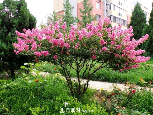 1棵紫薇開花1000朵，花期達100天，人稱“百日紅”，能活100年(圖2)