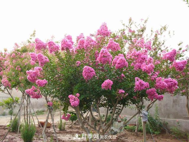 1棵紫薇開花1000朵，花期達100天，人稱“百日紅”，能活100年(圖1)