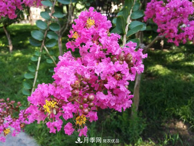 1棵紫薇開花1000朵，花期達100天，人稱“百日紅”，能活100年(圖3)