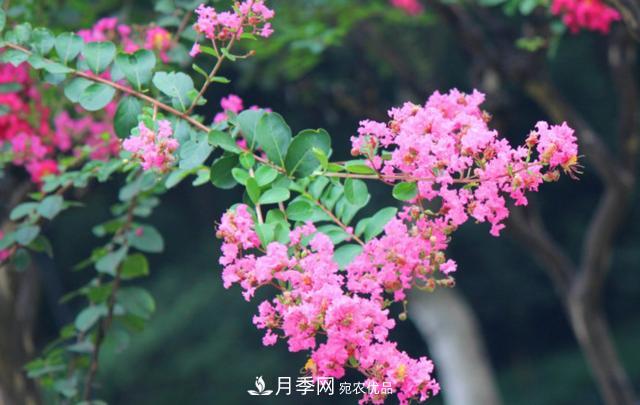 1棵紫薇開花1000朵，花期達100天，人稱“百日紅”，能活100年(圖5)