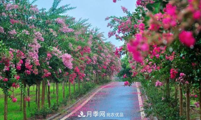 1棵紫薇開花1000朵，花期達100天，人稱“百日紅”，能活100年(圖4)