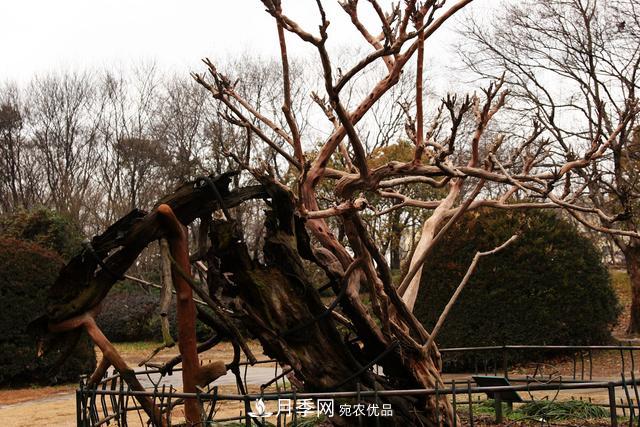 1棵紫薇開花1000朵，花期達100天，人稱“百日紅”，能活100年(圖7)