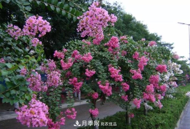 1棵紫薇開花1000朵，花期達100天，人稱“百日紅”，能活100年(圖6)