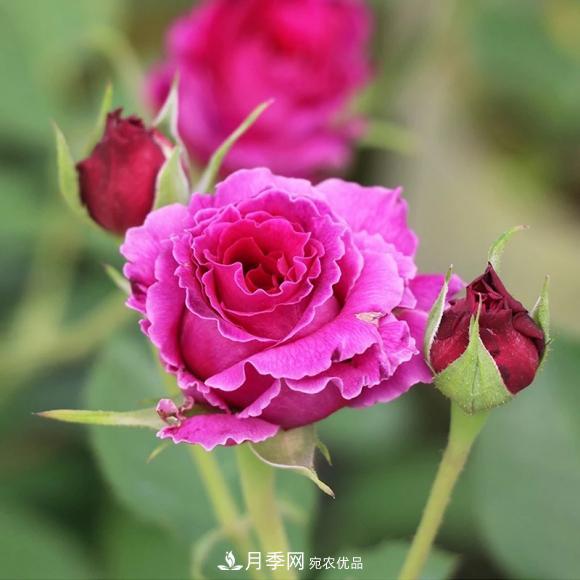 8款冷門月季，表現(xiàn)特別好，但是養(yǎng)的人不多(圖6)