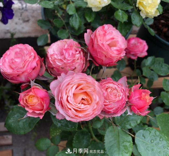 8款冷門月季，表現(xiàn)特別好，但是養(yǎng)的人不多(圖4)