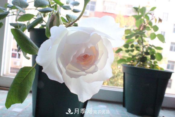 8款冷門月季，表現(xiàn)特別好，但是養(yǎng)的人不多(圖10)