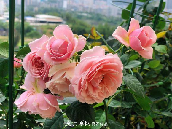 8款冷門月季，表現(xiàn)特別好，但是養(yǎng)的人不多(圖5)