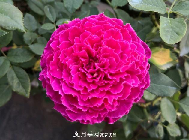 8款冷門月季，表現(xiàn)特別好，但是養(yǎng)的人不多(圖7)