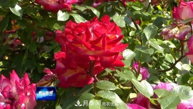 青島嶗山月季花開 四條步行道成網紅(圖1)