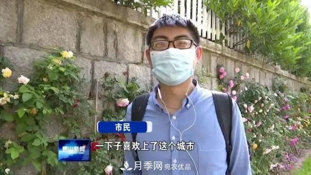 青島嶗山月季花開 四條步行道成網紅(圖2)