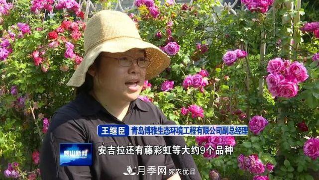 青島嶗山月季花開 四條步行道成網紅(圖3)