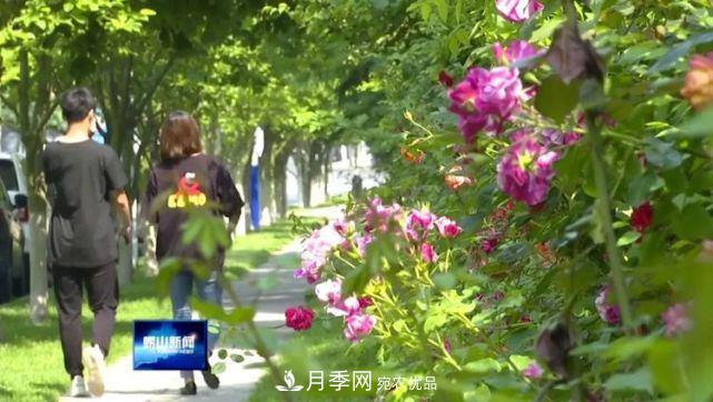 青島嶗山月季花開 四條步行道成網紅(圖4)
