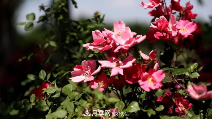 初夏，于山東梁山縣濱河大道邂逅月季花海(圖1)