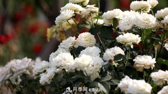 初夏，于山東梁山縣濱河大道邂逅月季花海(圖6)