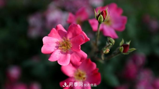 初夏，于山東梁山縣濱河大道邂逅月季花海(圖7)