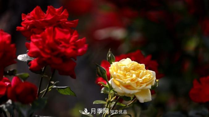 初夏，于山東梁山縣濱河大道邂逅月季花海(圖5)