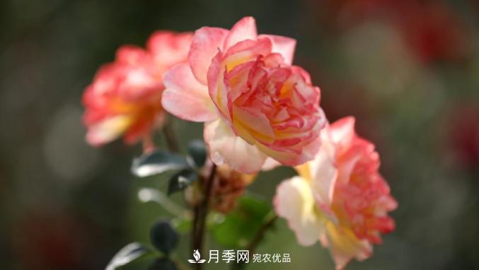 初夏，于山東梁山縣濱河大道邂逅月季花海(圖8)