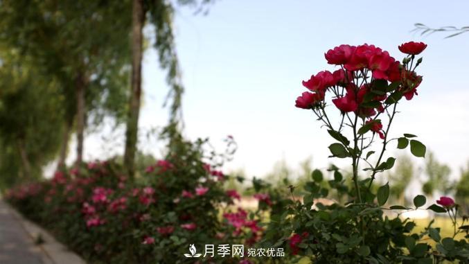 初夏，于山東梁山縣濱河大道邂逅月季花海(圖9)