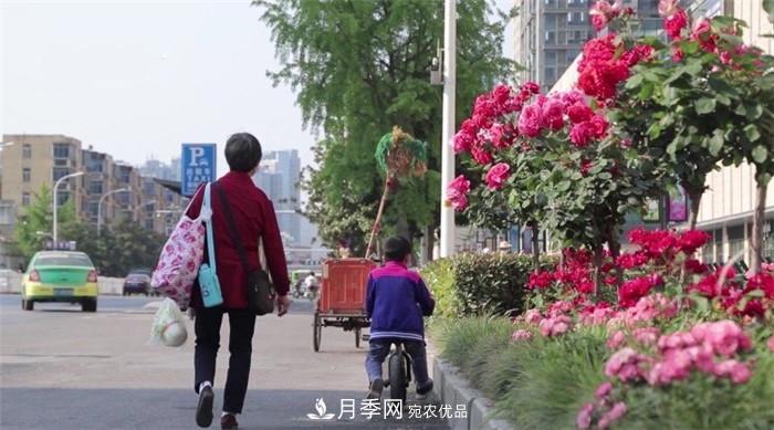 用臥龍?jiān)录净êＱb扮 把襄陽(yáng)變得更美(圖1)