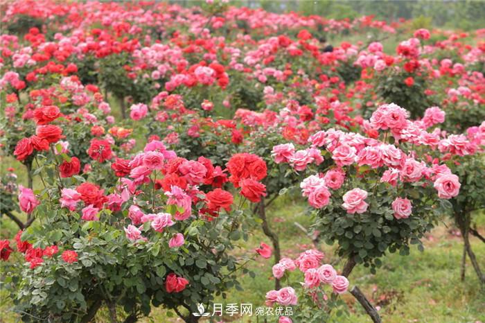 用臥龍?jiān)录净êＱb扮 把襄陽(yáng)變得更美(圖2)