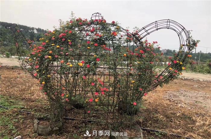 用臥龍?jiān)录净êＱb扮 把襄陽(yáng)變得更美(圖8)